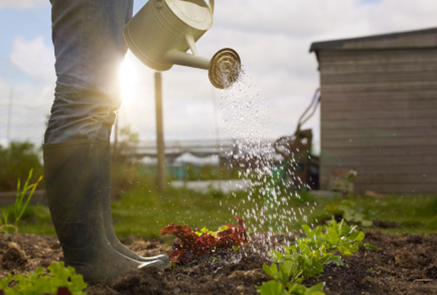 Economiser l'eau dans le jardin
